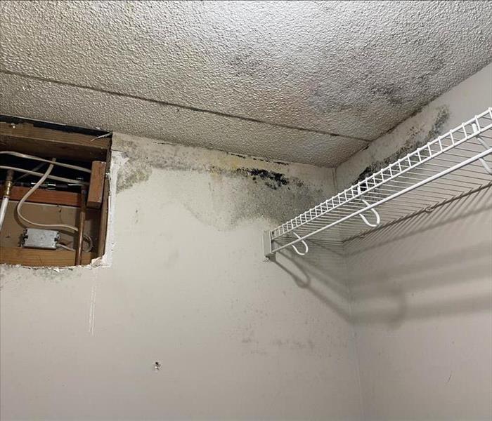 Mold growth at the top of a wall in a closet.
