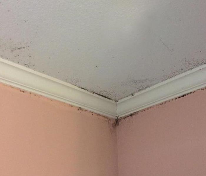 mold in corner of wall