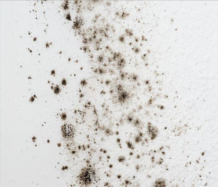 Black mold spots on white wall