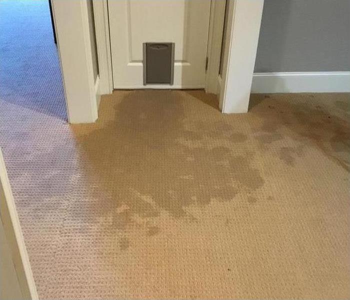 Photo of carpet with wet spots